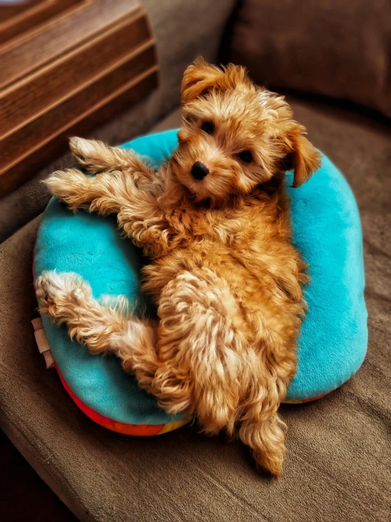 a dog lying on a pillow while curled up