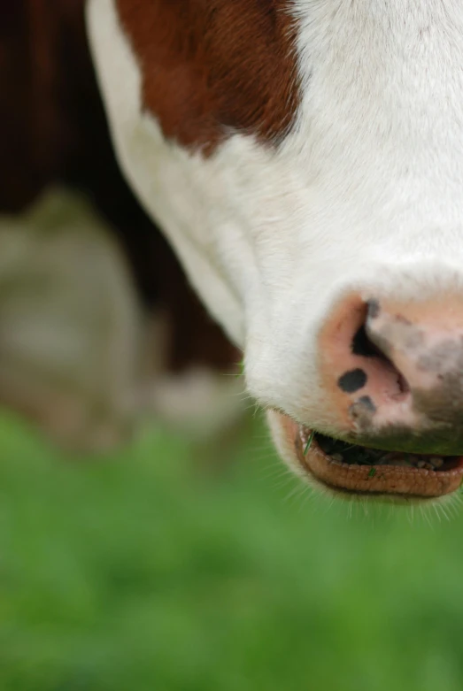 a cow is standing on the grass looking at soing