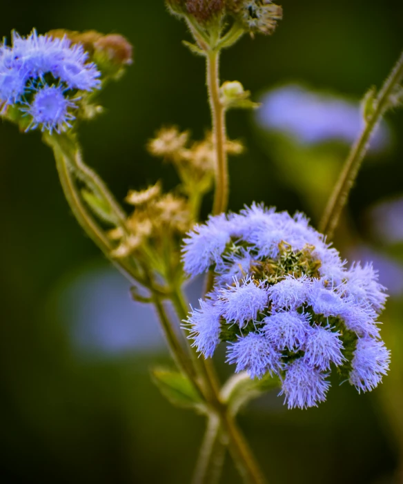 flowers with blue tops and green leaves,