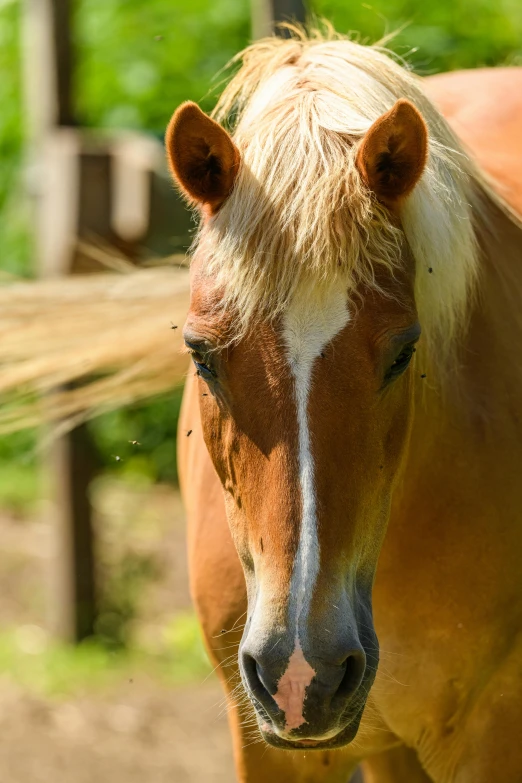 a brown horse that is looking at the camera