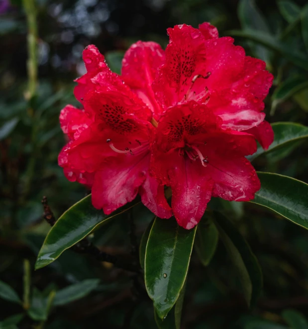 a red flower with green leaves on it's stalk