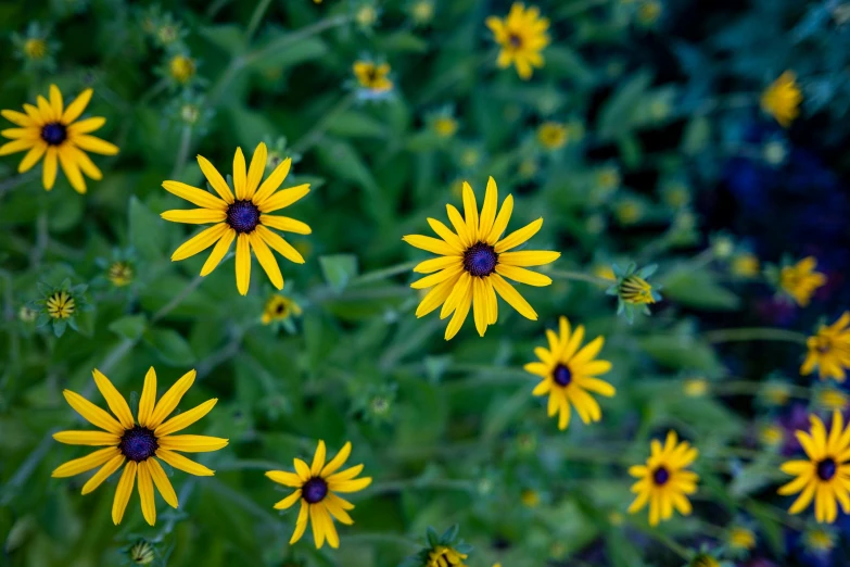 a bunch of yellow flowers on the plant