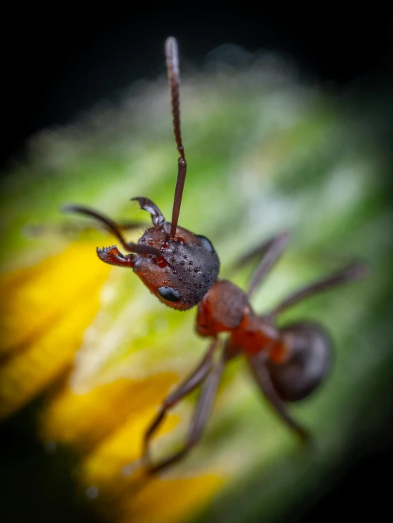 a brown ant anteater walking around on the edge of a flower