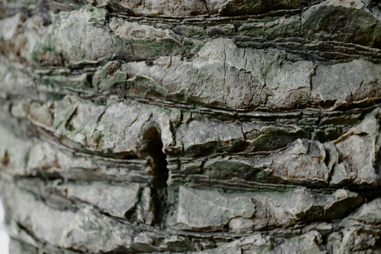 close up of a tree bark with very texture