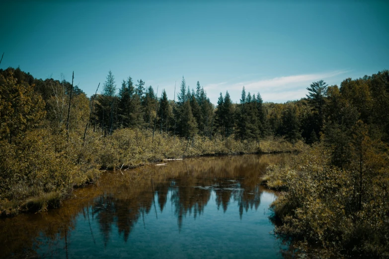 a swampy lake with trees reflected in the water