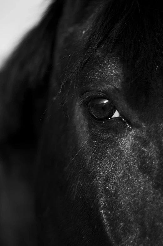 a close - up po of a black horse's eye