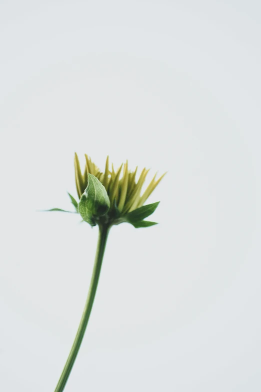 a plant with yellow tips and no leaves