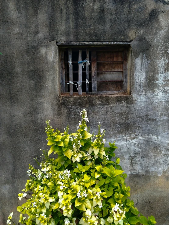 a small green bush with white flowers by a stone wall