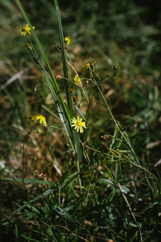 a very small group of small flowers by some grass