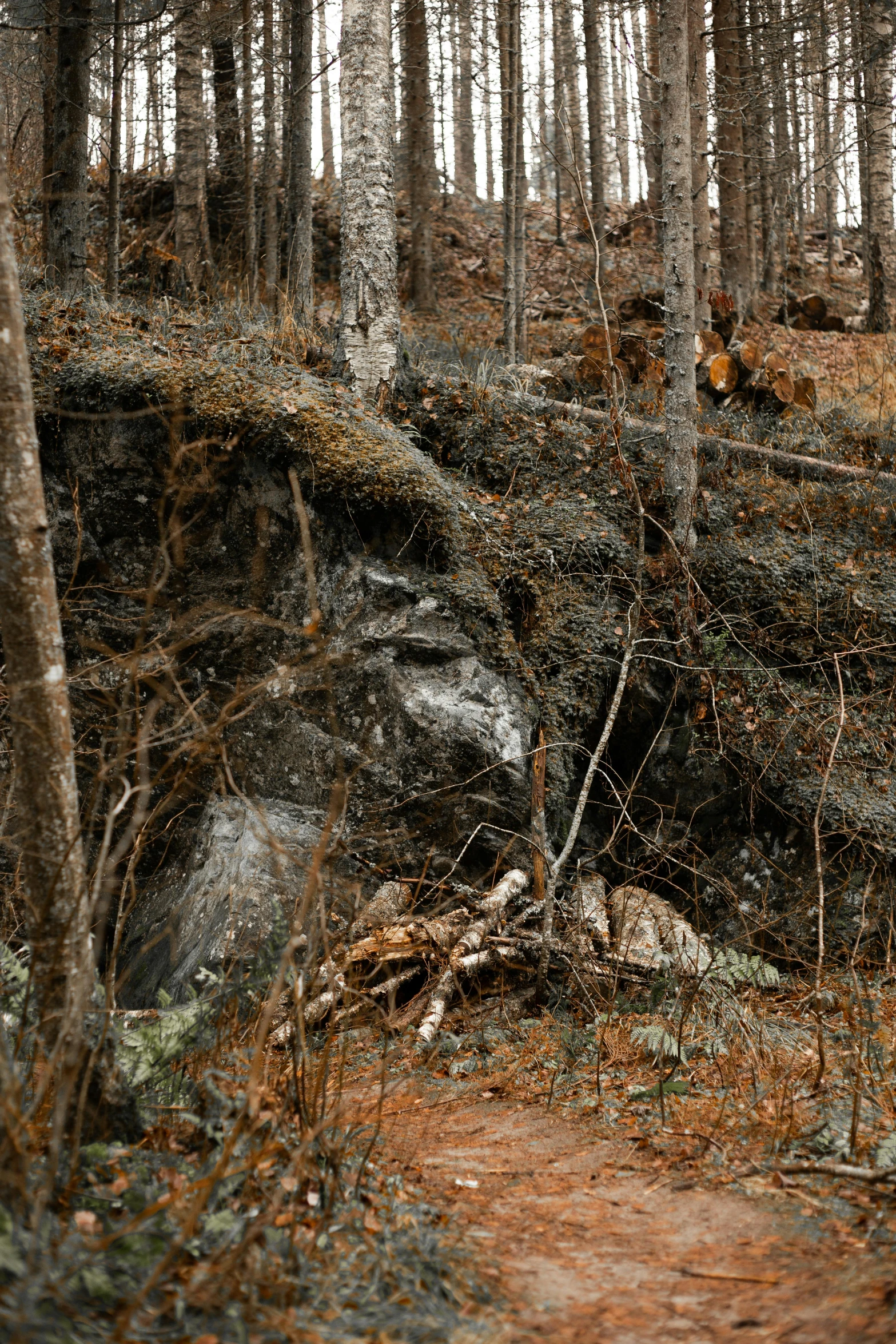 a rock path going through the woods