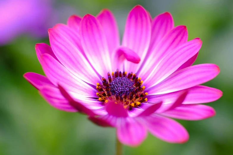 a close up view of a pink and purple flower