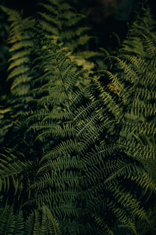 a very close up view of green plants