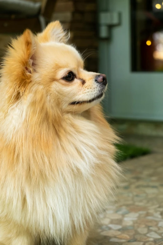 a dog that is on a tile floor