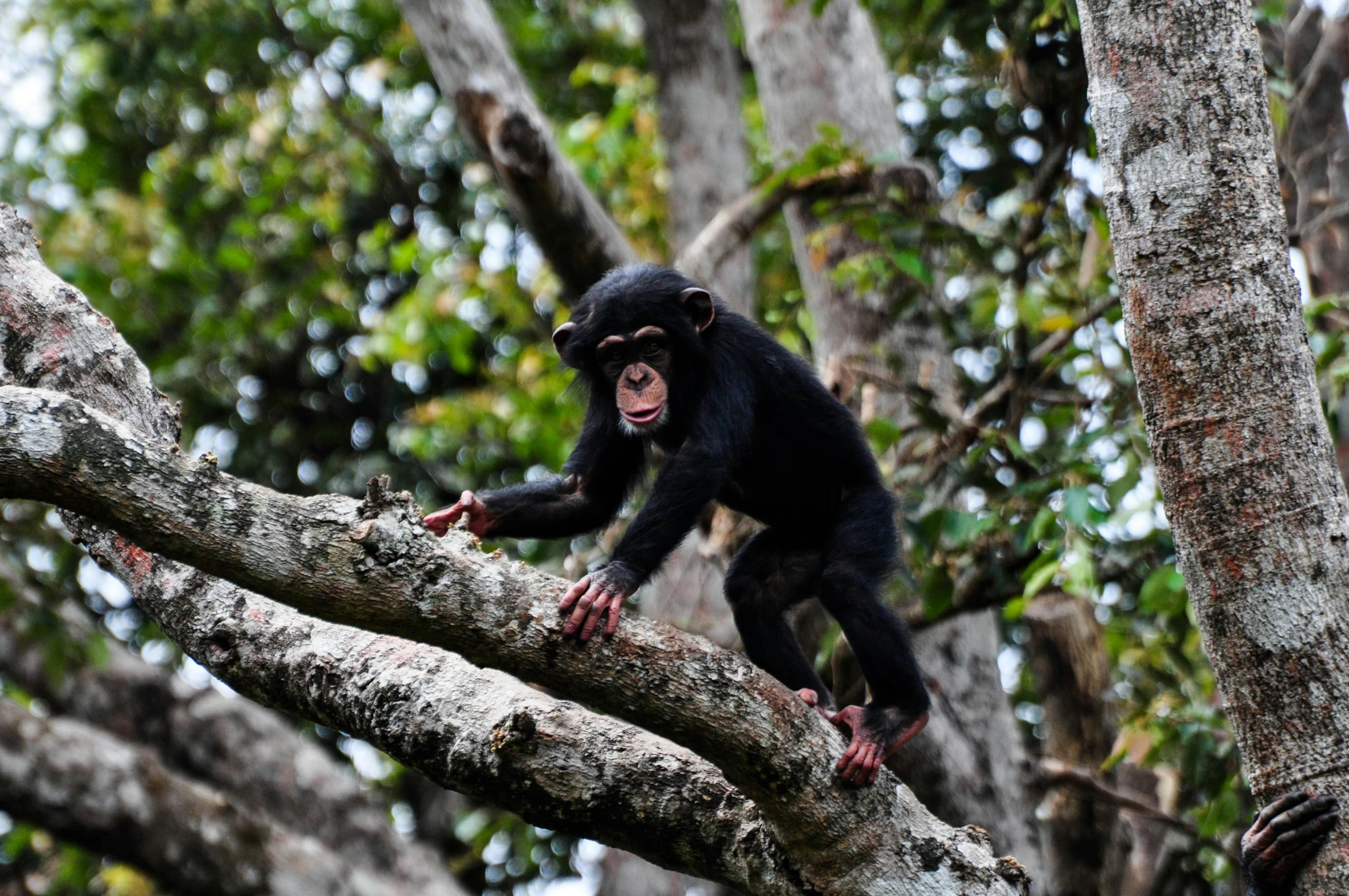 a monkey climbing up and down a tree