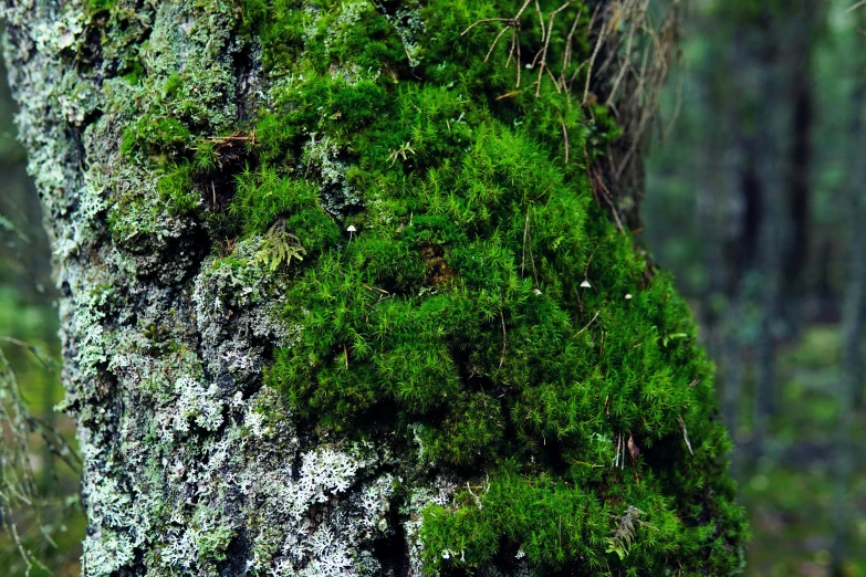 a green moss covered tree next to a forest