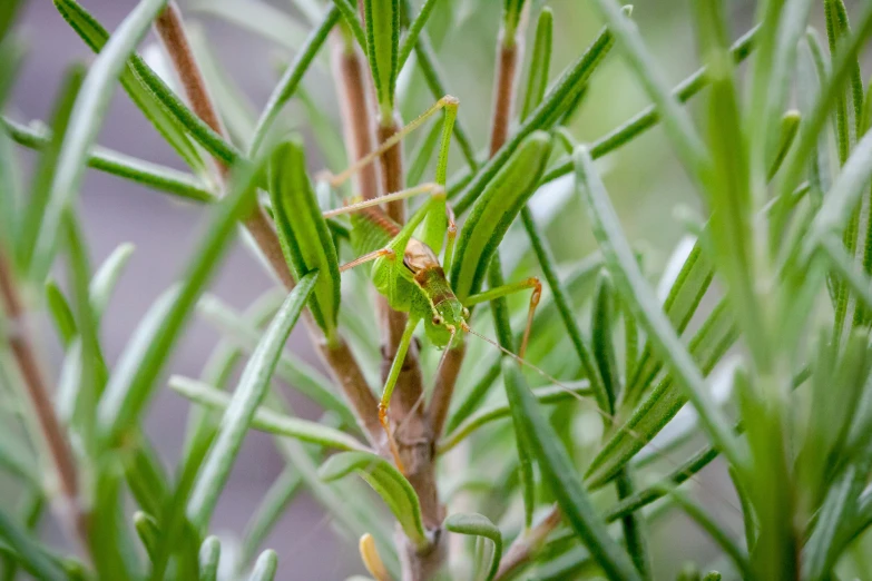 an insect is perched in some plants with long, thin stems