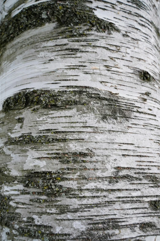 the bark on a birch tree is almost completely white