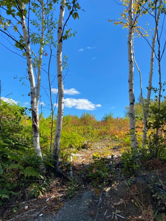 there is a lot of trees growing on this hill