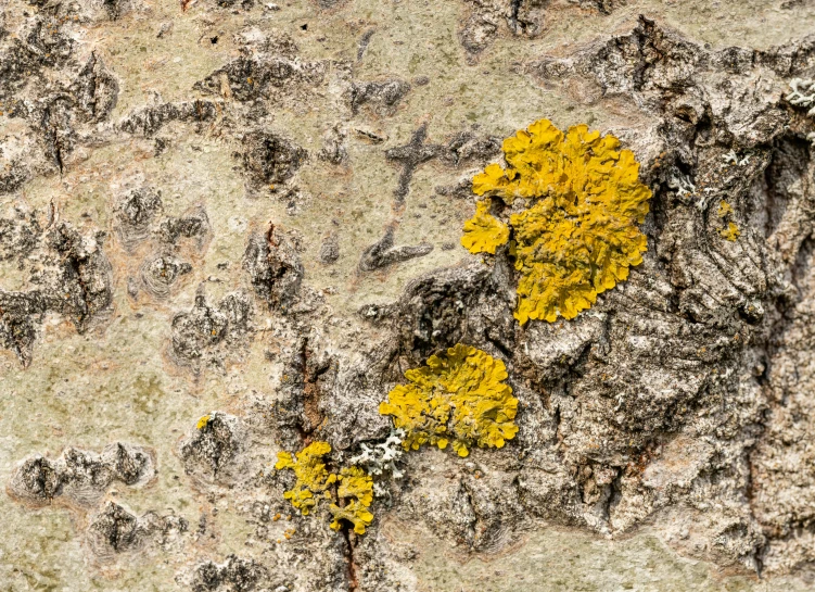 yellow moss grows in the rocks that are covered with black