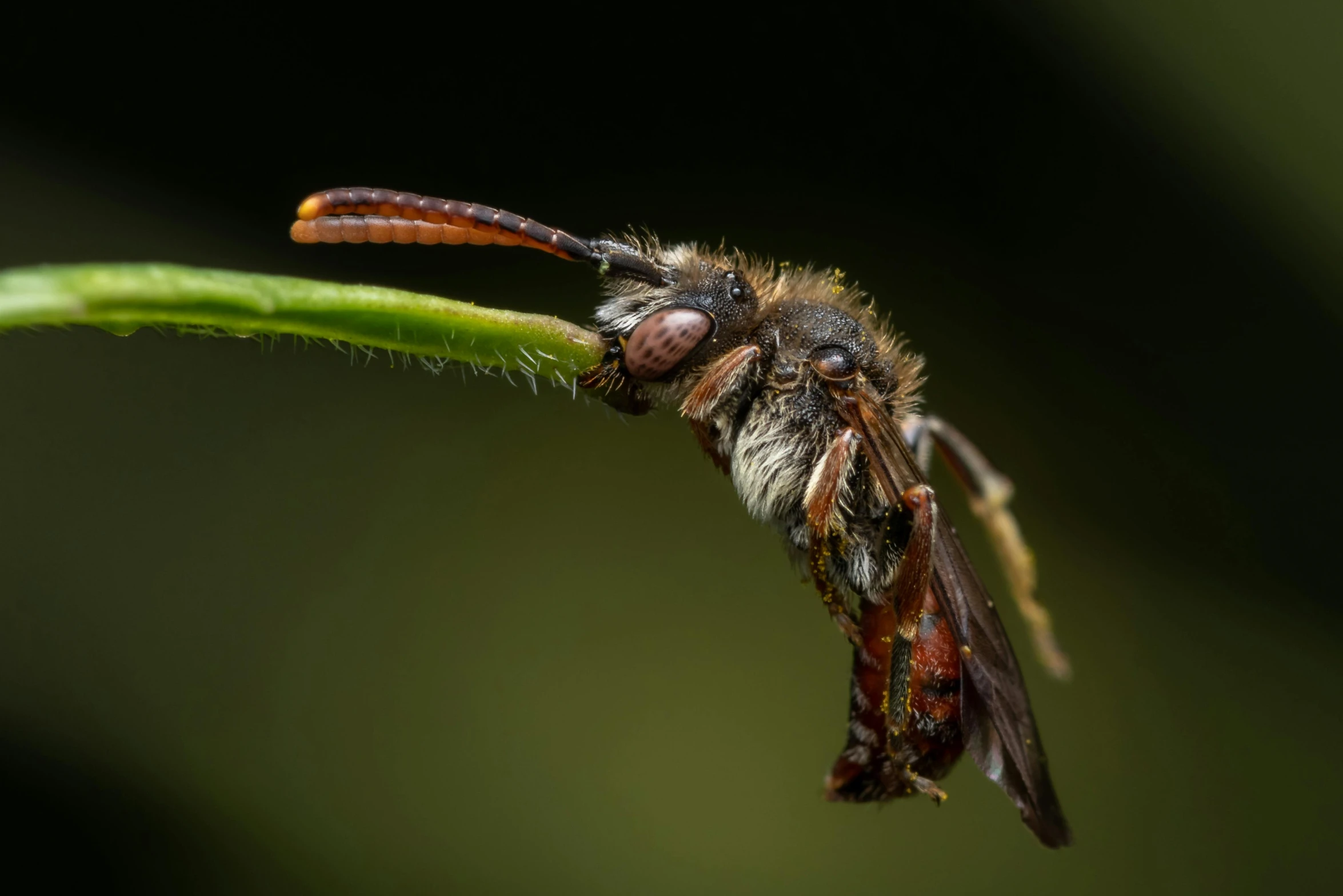 the insect on the tip of the leaf is trying to  it