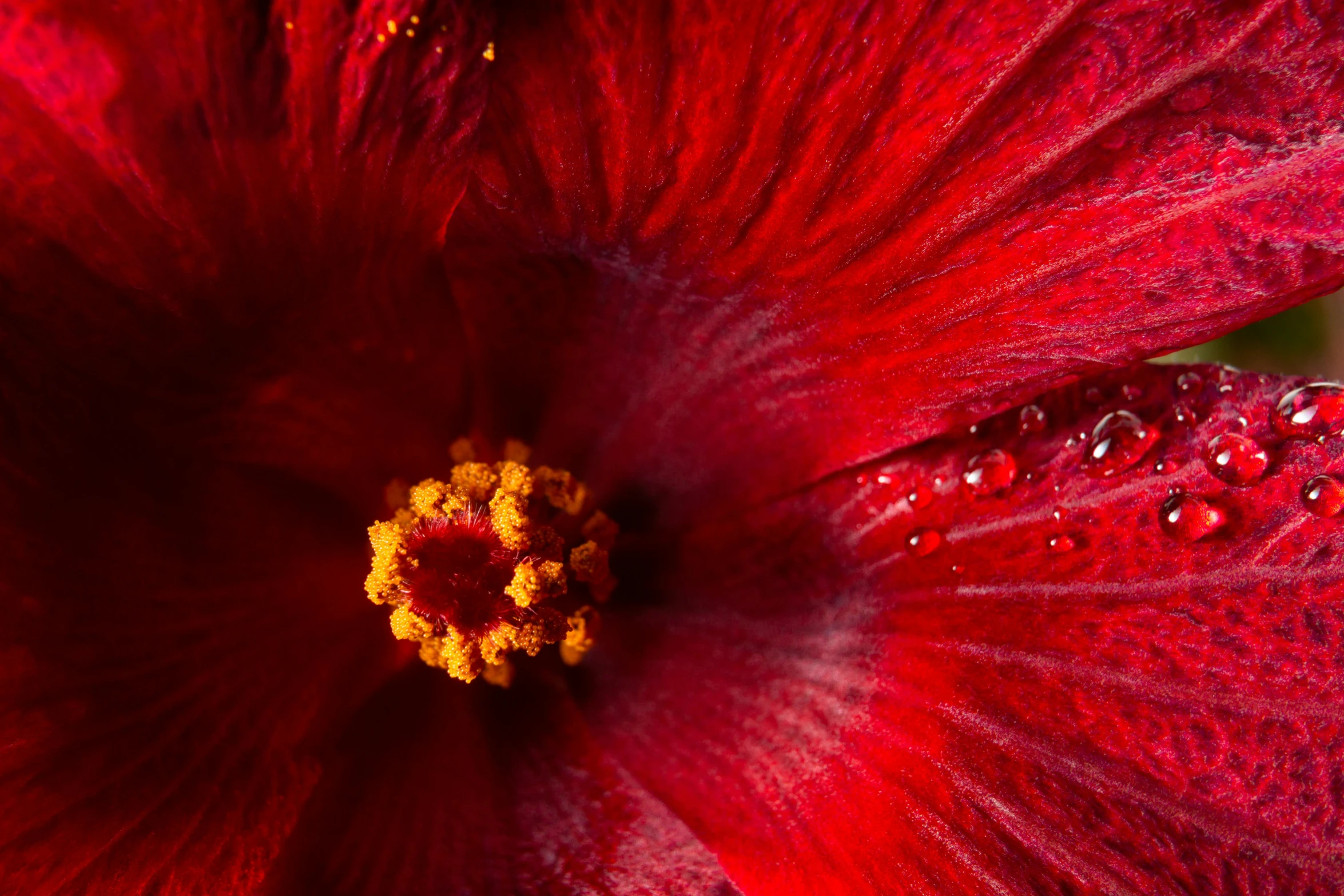 a close up s of a red flower