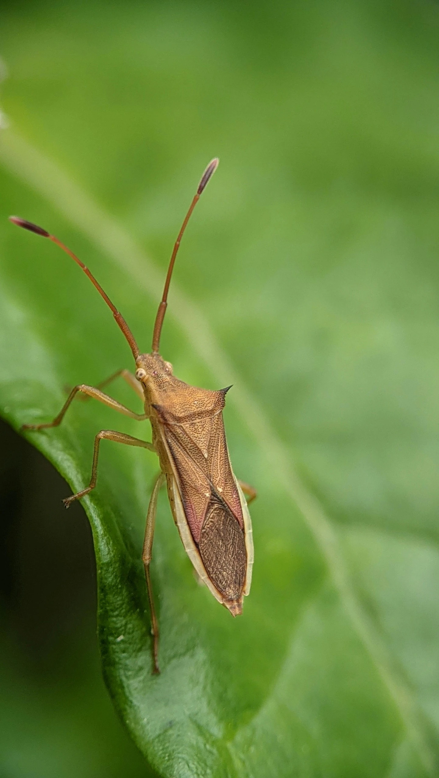 an insect is on a leaf with green foliage