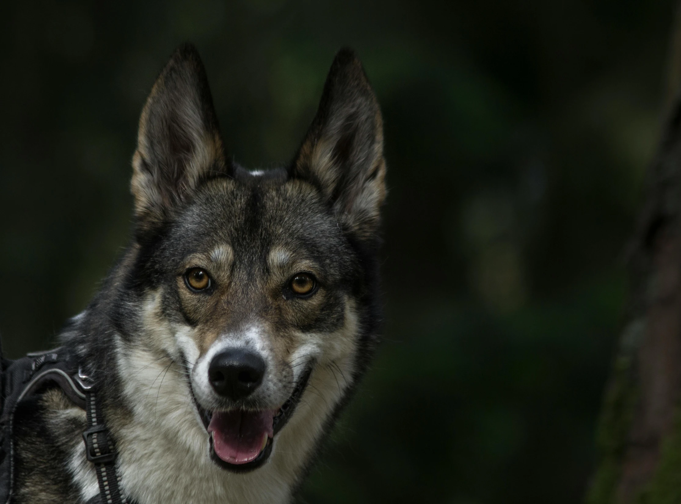 a dog's head has its tongue out and it is looking up at the camera