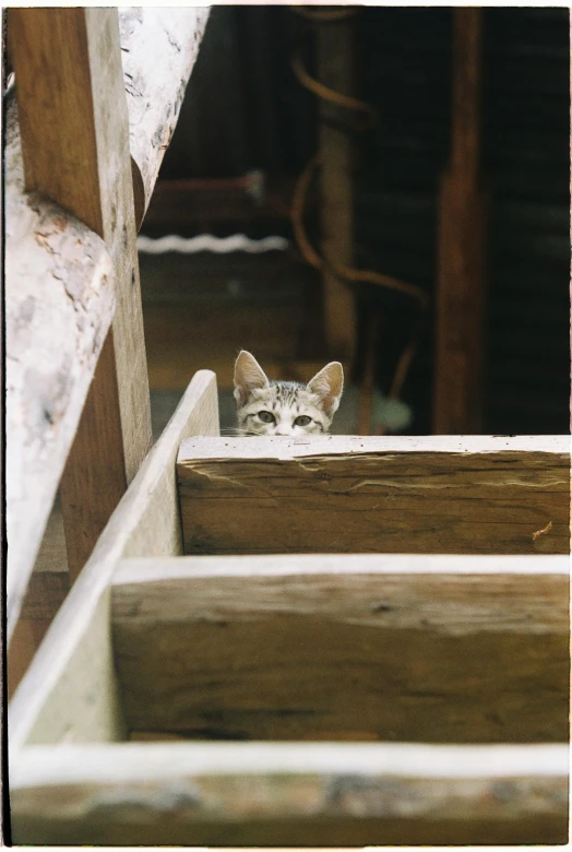 a cat peeking out from between steps on wood