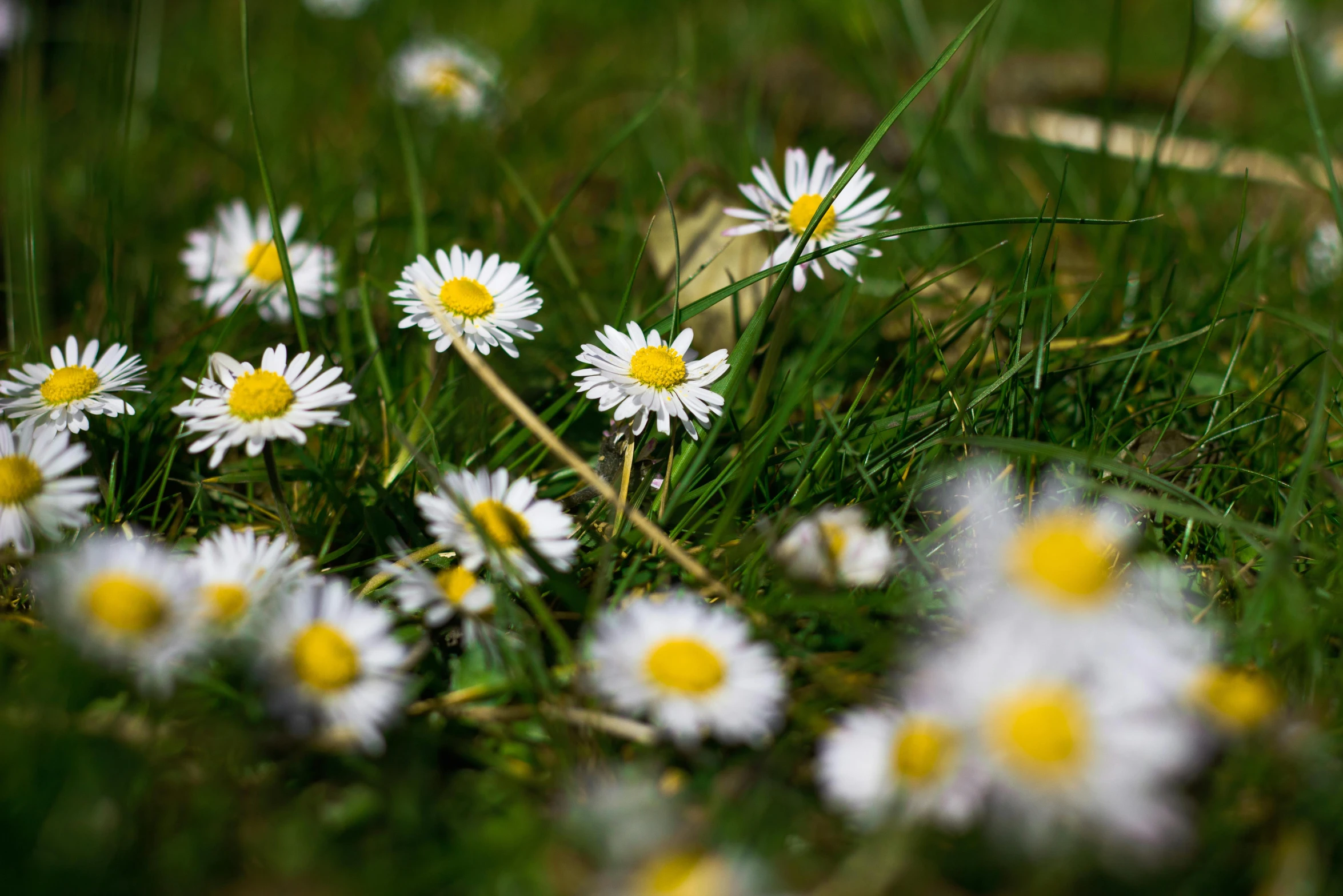 the flowers are laying in the green grass