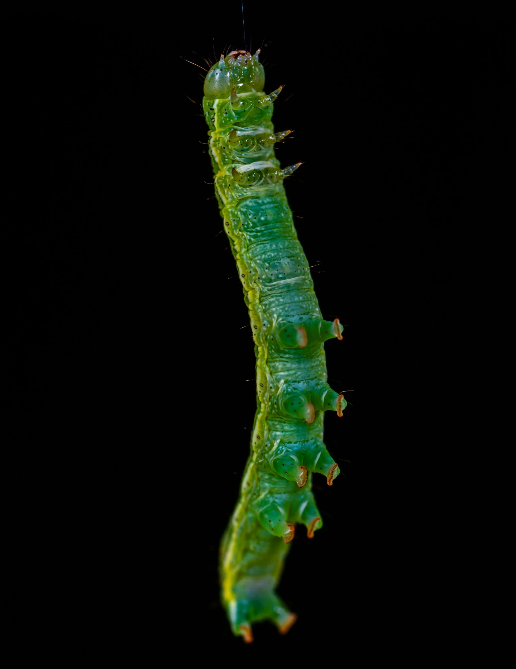 a green caterpillar on black background with light coming through the front