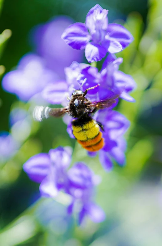 a bee is flying away from purple flowers