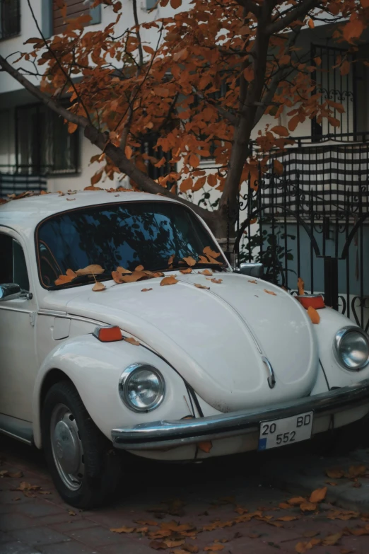 an old white beetle with a leaf on it