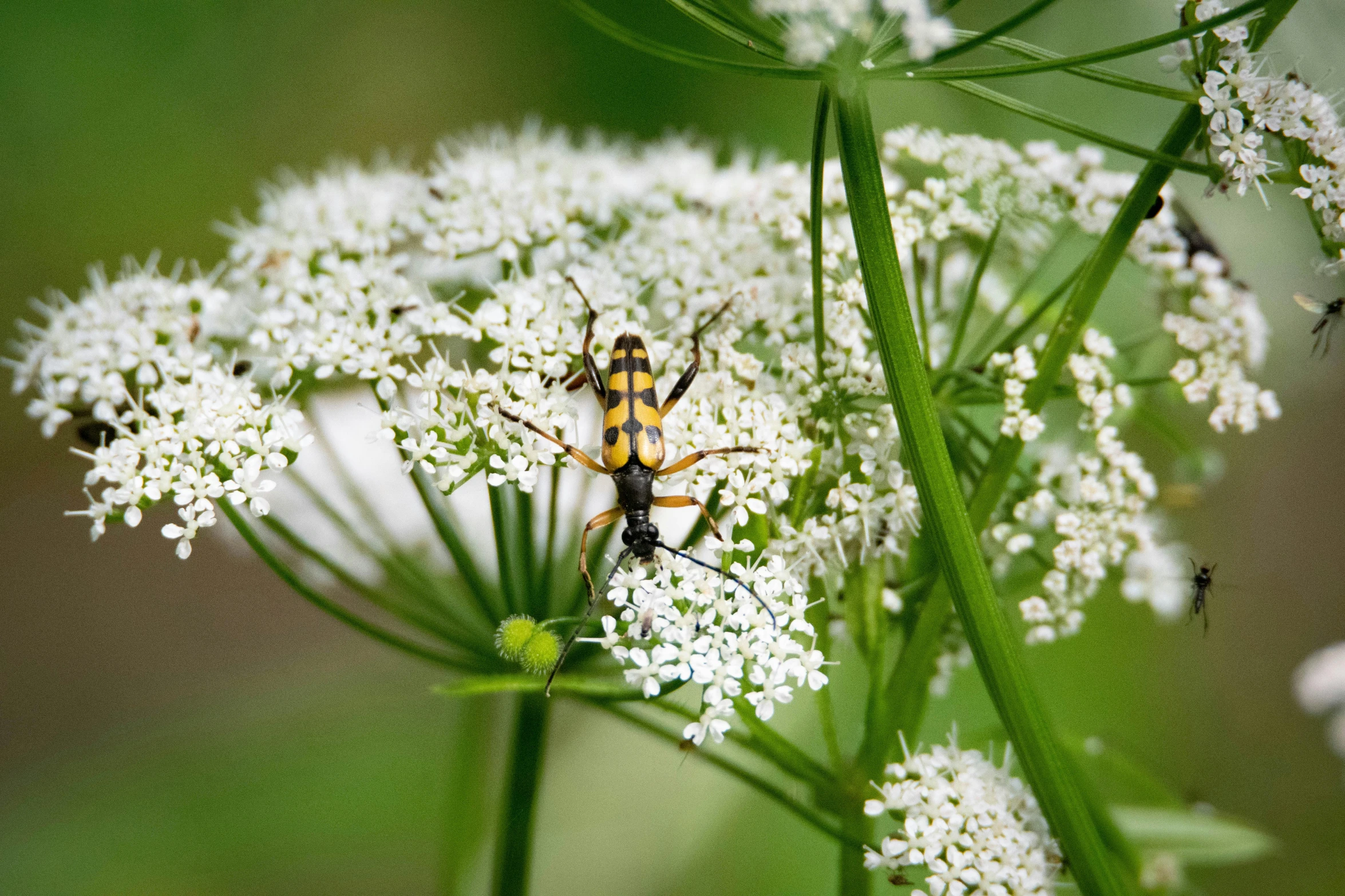 a close up image of the back end of a yellow bug on a plant with white flowers