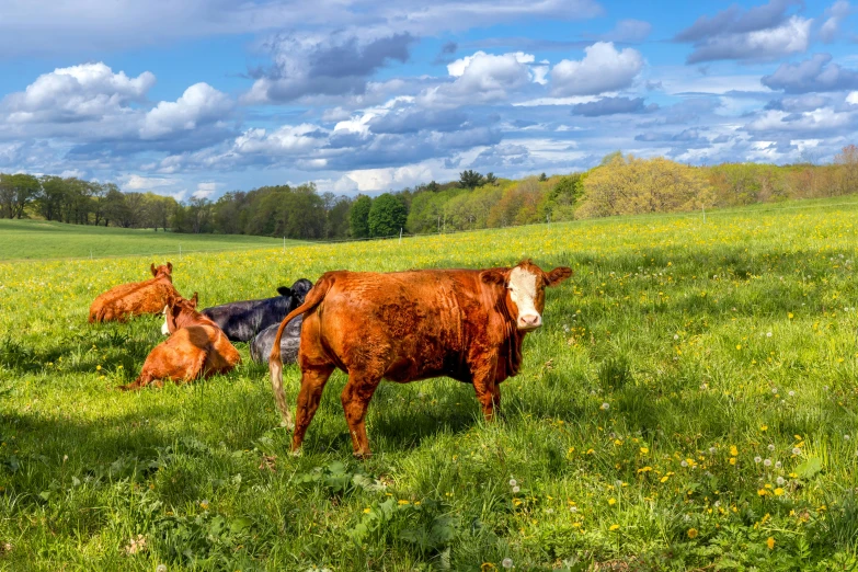 several cows are standing on a grassy hill