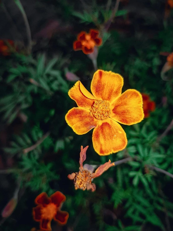 a single yellow flower is pographed in a dark, green background