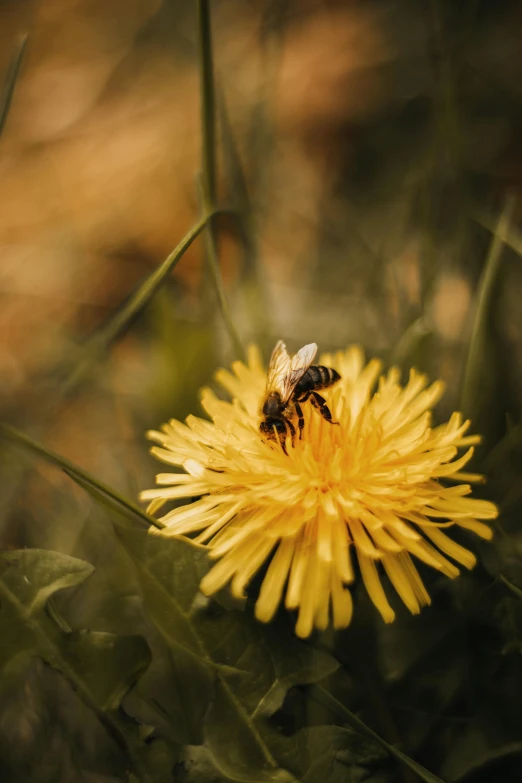 a honeybee sitting on a yellow flower in a field