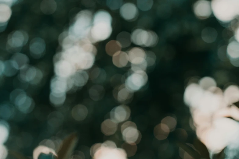 a vase with flowers in it and some blurry trees