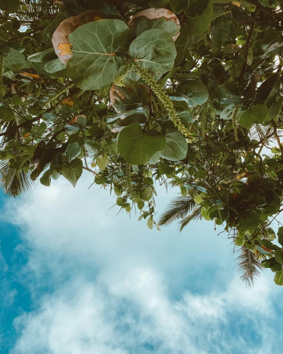 a tree with a few leaves around it