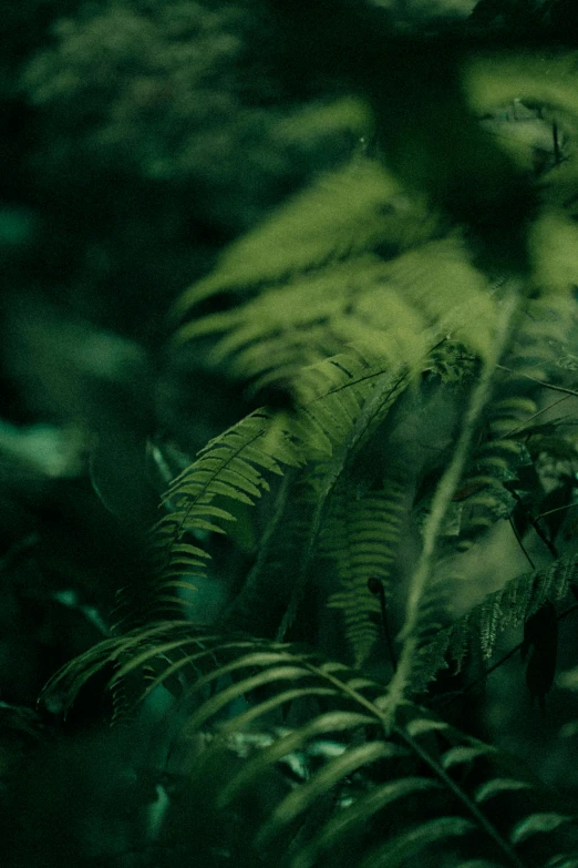 some very nice green leaves in the dark