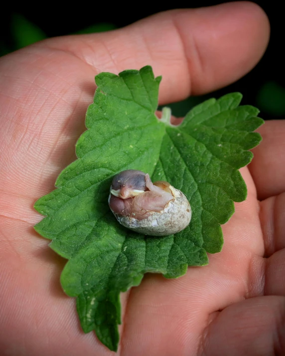 a person holding a green leaf with a snail's face on it