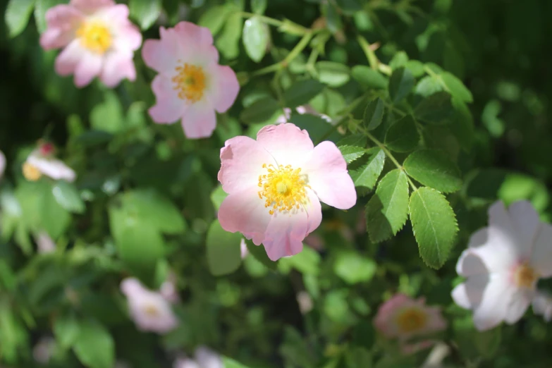 several pink and yellow flowers are growing in a garden