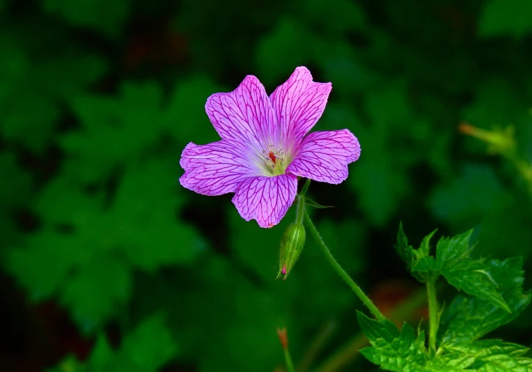 a purple flower is on a green plant