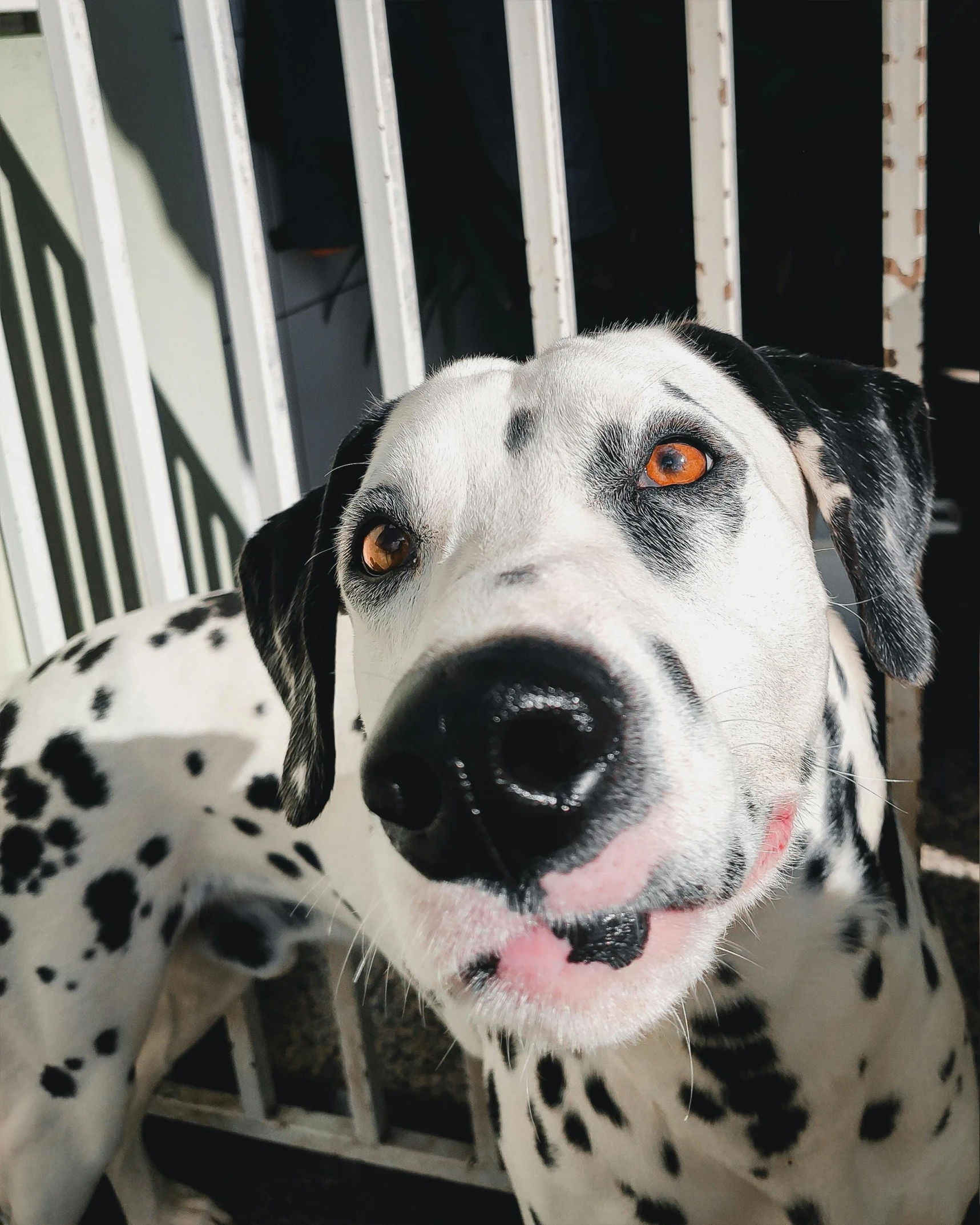 a dalmatian dog with orange eyes standing next to a metal gate