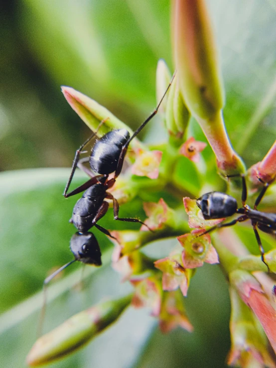 two black bugs on some green leaves