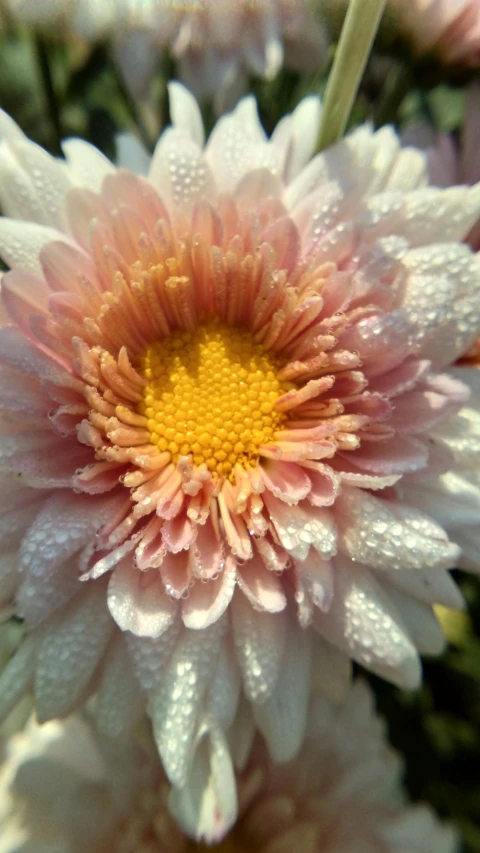 closeup s of a pink and white flower with rain droplets