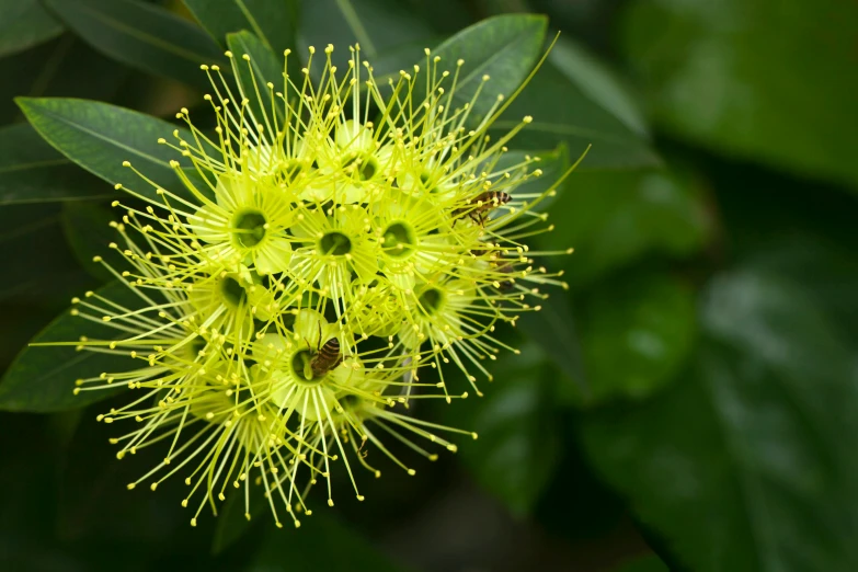 the yellow flower blooms are very close to the leaves