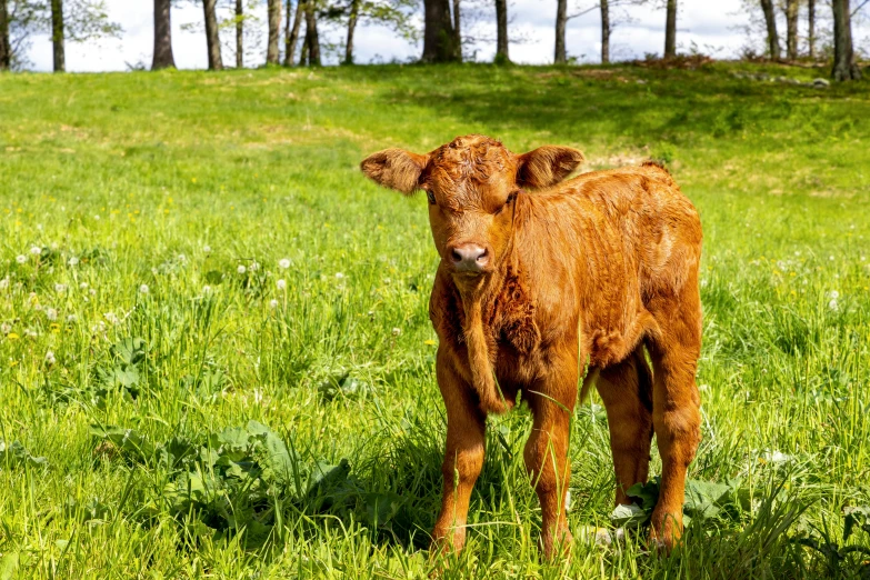 a young calf stands on lush green grass