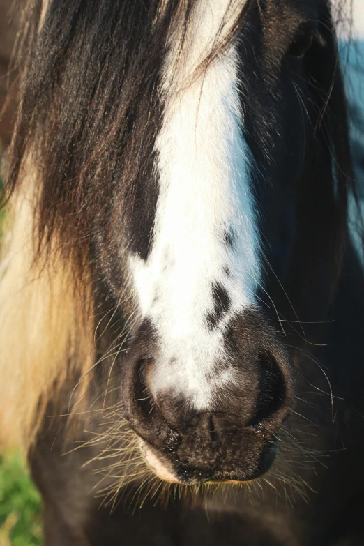 close up picture of face of a black and white horse