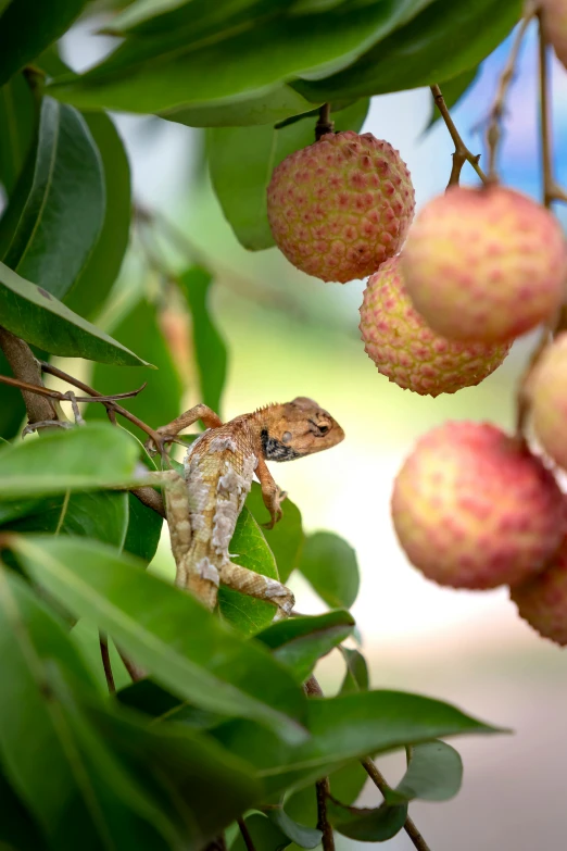 the lizard is eating the fruit off of the tree