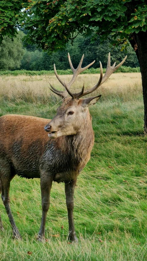 a large deer with antlers stands in the grass